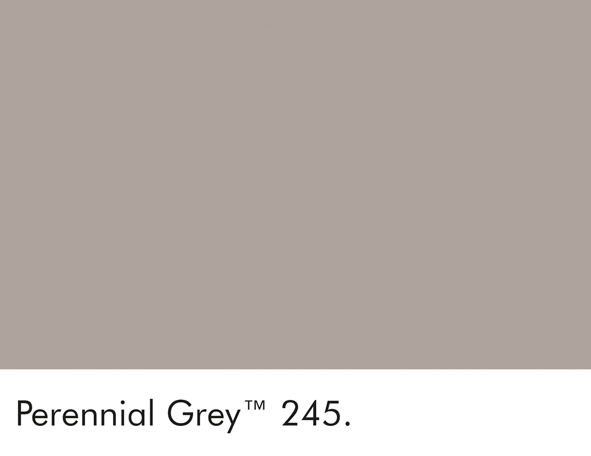 Perennial Grey (245)