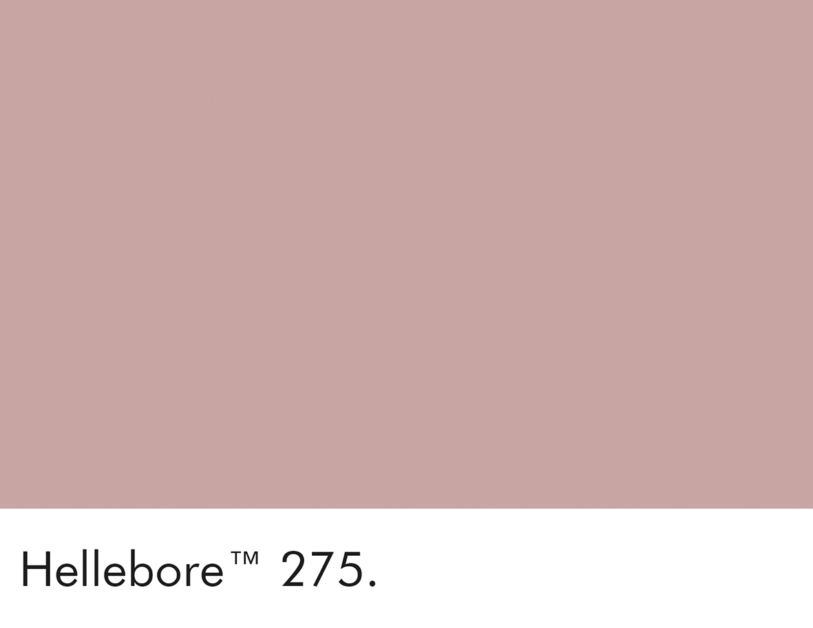 Hellebore (275)